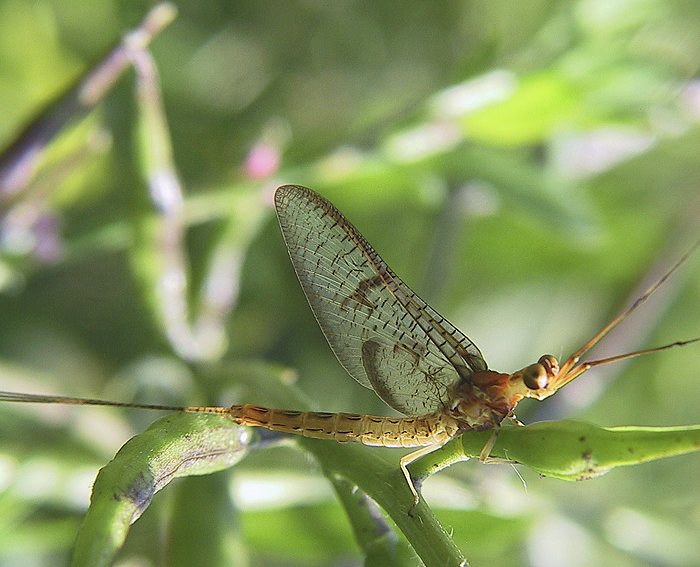 Gemeine Eintagsfliege (Ephemera vulgata)