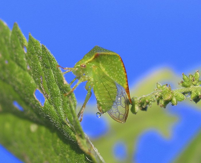 Bffelzikade (Stictocephala bisonia)