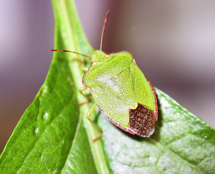 Gemeine Stinkwanze (Palomena prasina)