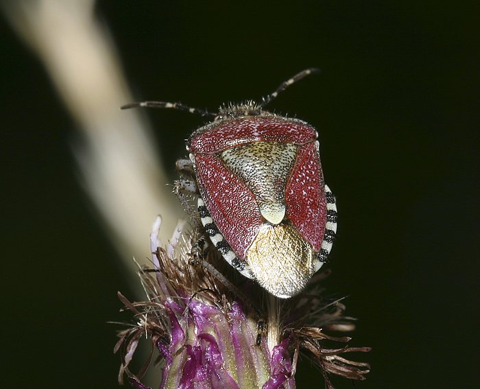 Beerenwanze (Dolycoris baccarum)