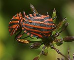 Streifenwanze (Graphosoma italicum) [2335 views]