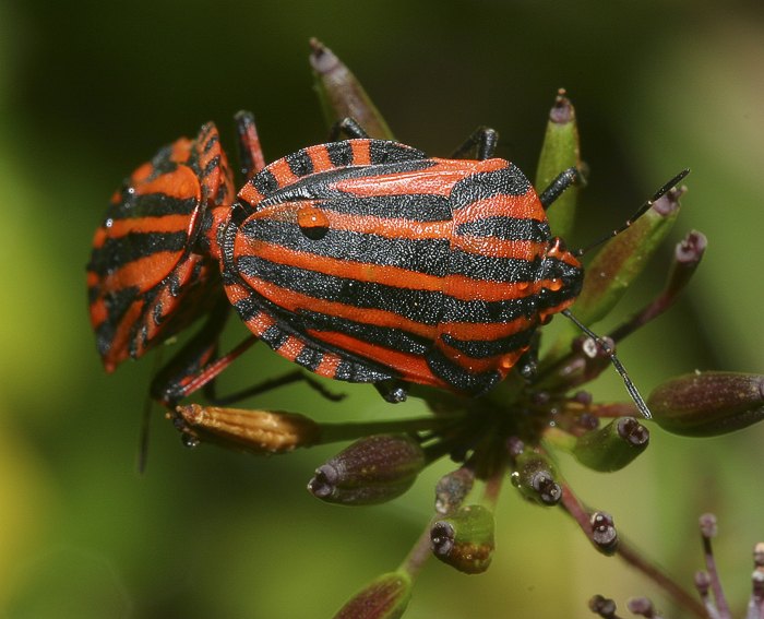 Streifenwanze (Graphosoma italicum)