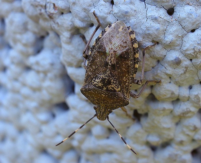 Graue Feldwanze (Raphigaster nebulosa)