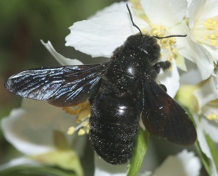 Holzbiene (Xylocopa violacea)