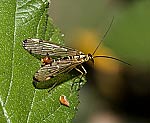 Gemeine Skorpionsfliege (Panorpa communis) [1253 views]
