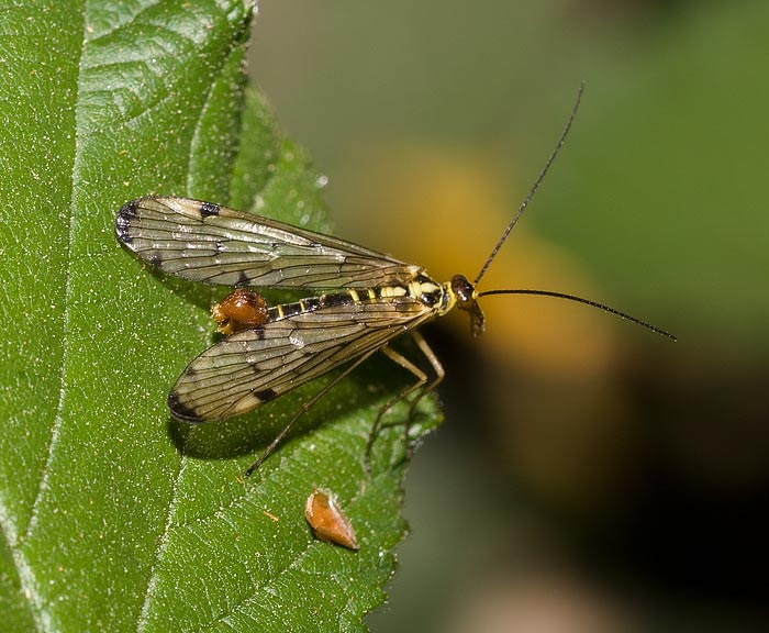 Gemeine Skorpionsfliege (Panorpa communis)