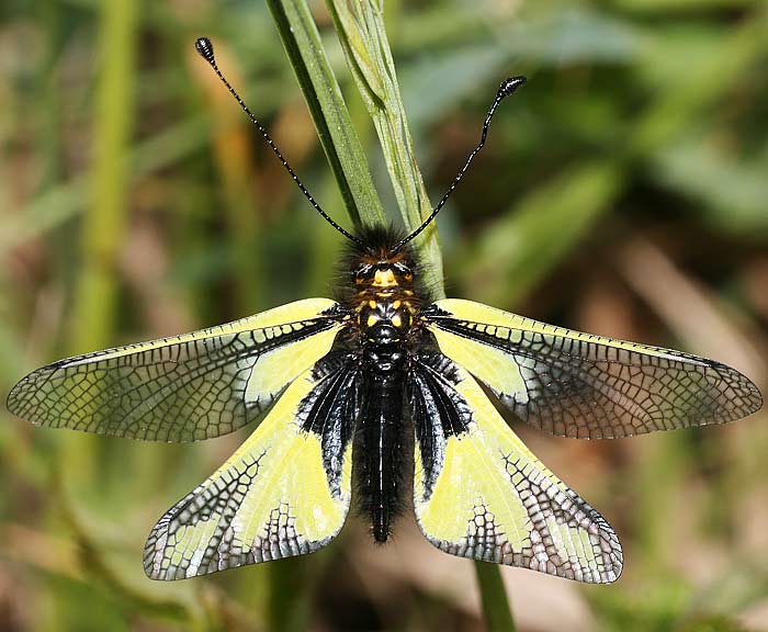 Libellen-Schmetterlingshaft (Libelloides coccajus)