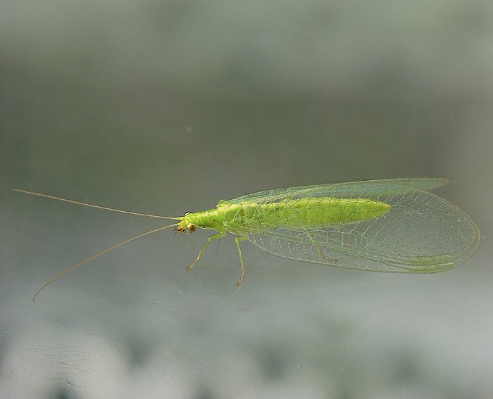 Grne Florfliege (Chrysoperla carnea)