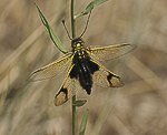 Schmetterlingshaft (Libelloides longicornis) [1861 views]