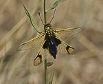 Schmetterlingshaft (Libelloides longicornis) [2068 views]