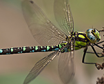 Blaugrne Mosaikjungfer (Aeshna cyanea) [1637 views]