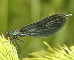 Blauflgel-Prachtlibelle (Calopteryx virgo) M [1988 views]