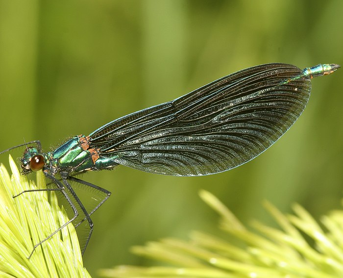 Blauflgel-Prachtlibelle (Calopteryx virgo) M