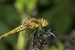 Groe Heidelibelle (Sympetrum striolatum) [1879 views]