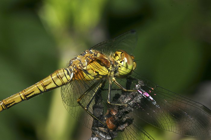 Groe Heidelibelle (Sympetrum striolatum)