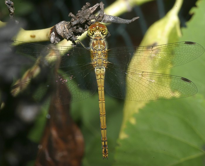 Groe Heidelibelle (Sympetrum striolatum)