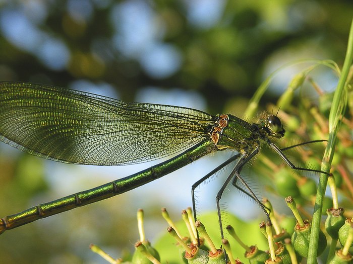 Blauflgel-Prachtlibelle (Calopteryx virgo) W