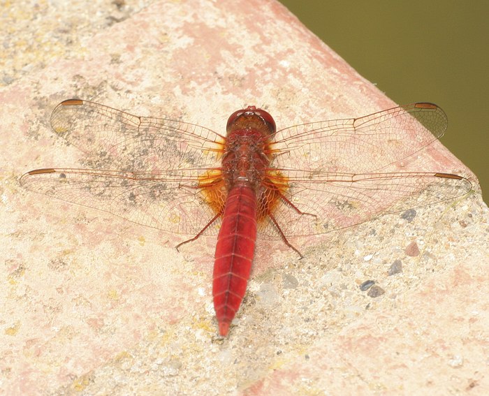 Feuerlibelle (Crocothemis erythraea)