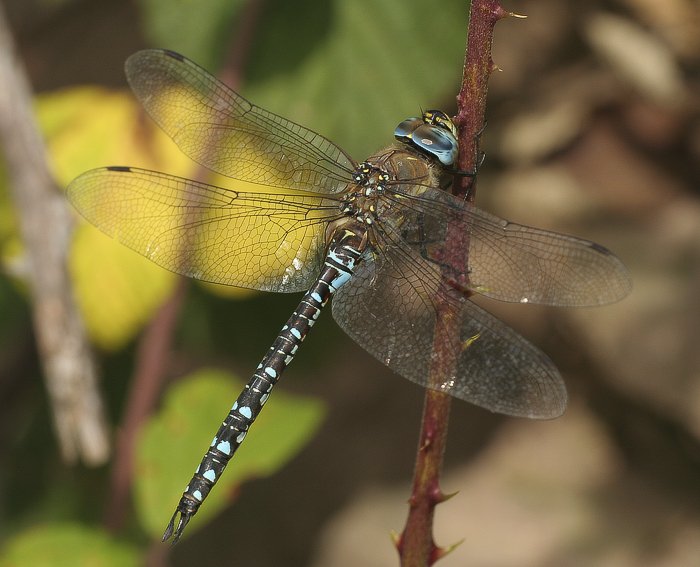 Groe Knigslibelle (Anax imperator)