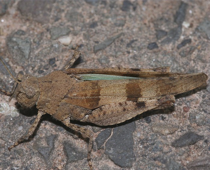 Blauflgelige dlandschrecke (Oedipoda caerulescens)