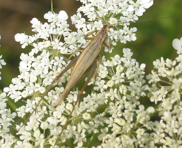 Weinhhnchen (Oecanthus pellucens)