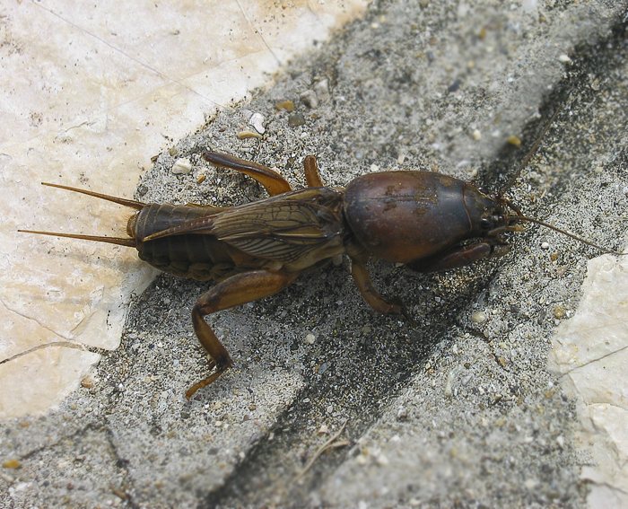 Maulwurfsgrille (Gryllotalpa gryllotalpa)