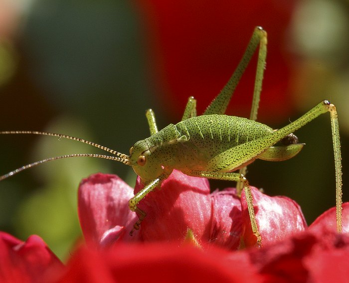 Punktierte Zartschrecke (Leptophyes punctatissima)