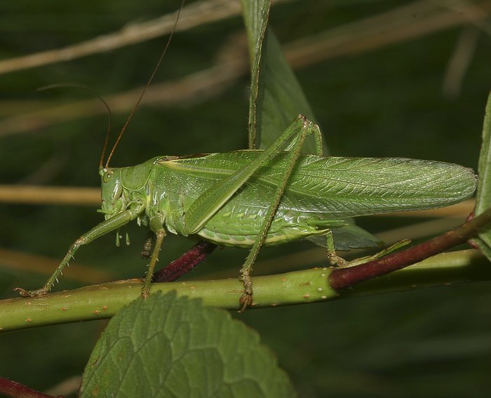 Grnes Heupferd (Tettigonia viridissima)