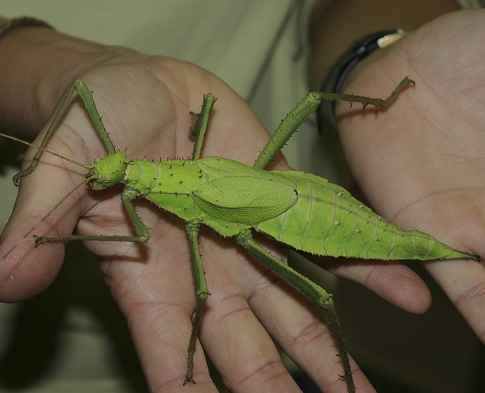 Riesengespenstheuschrecke (Heteropteryx dilatata)