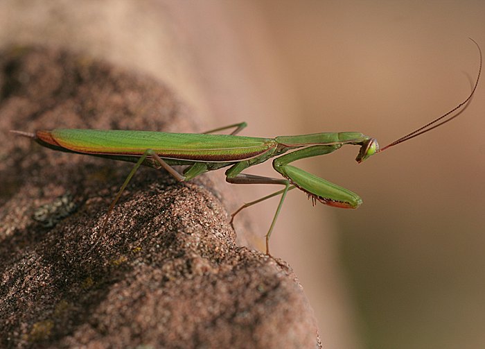 Europische Gottesanbeterin (Mantis religiosa)