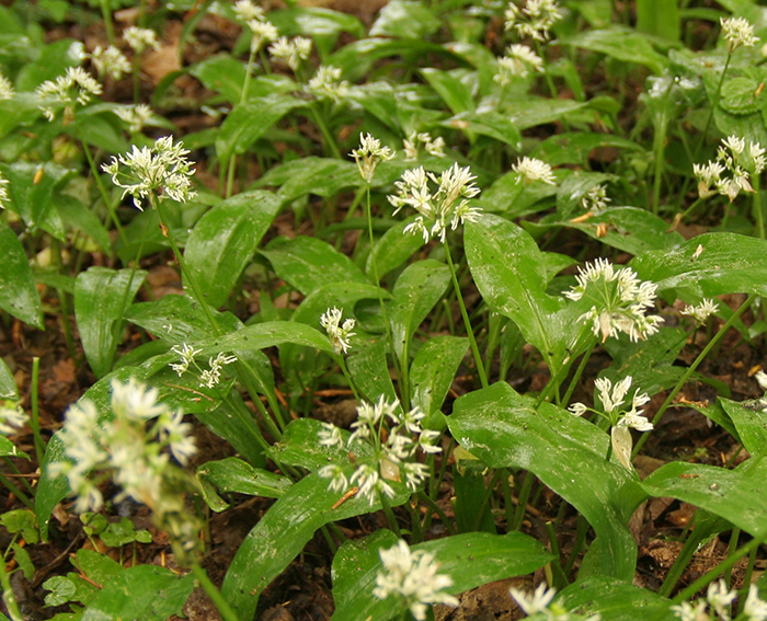 Bärlauch (Allium Ursinum)