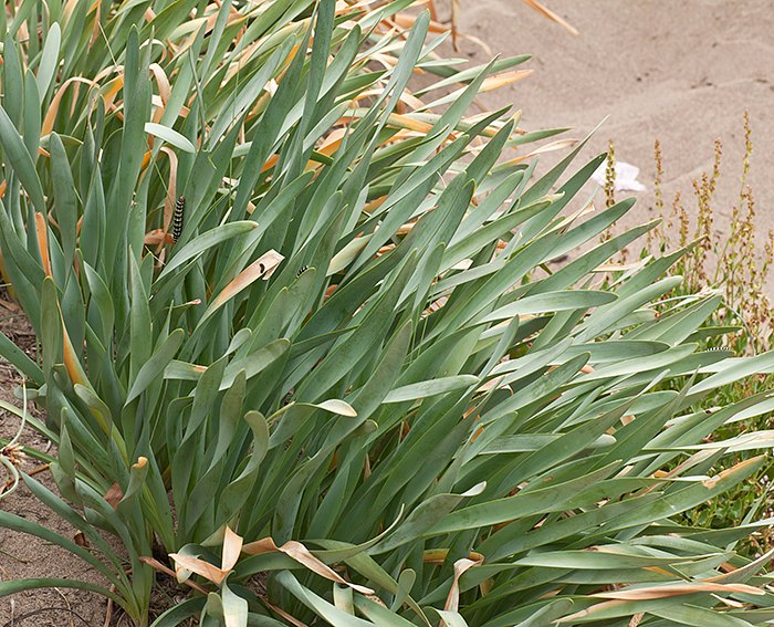 Dnen-Trichternarzisse (Pancratium maritimum)