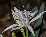 Dnen-Trichternarzisse 1 (Pancratium maritimum) [1443 views]