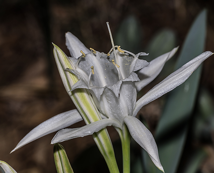 Dnen-Trichternarzisse 1 (Pancratium maritimum)