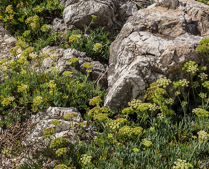 Meerfenchel (Crithmum maritimum)