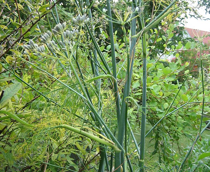 Fenchel (Foeniculum vulgare)