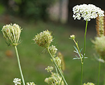 Wilde Mhre (Daucus carota) [4162 views]