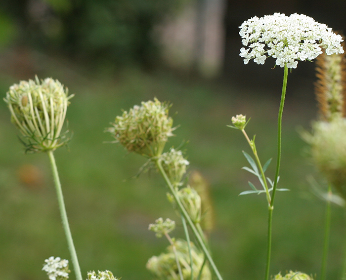 Wilde Mhre (Daucus carota)