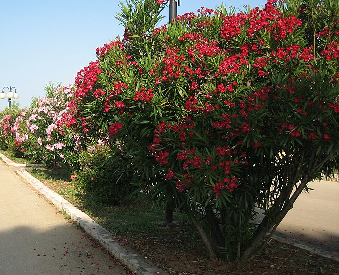 Oleander (Nerium oleander)