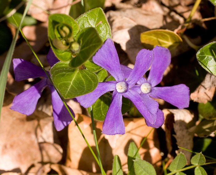 Kleines Immergrn (Vinca minor)