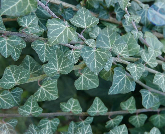 Efeu (Hedera helix)