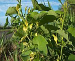 Osterluzei (Aristolochia clematitis), Gewhnliche- [3393 views]