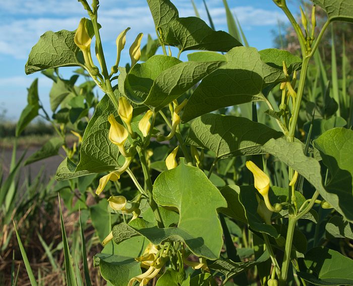 Osterluzei (Aristolochia clematitis), Gewhnliche-