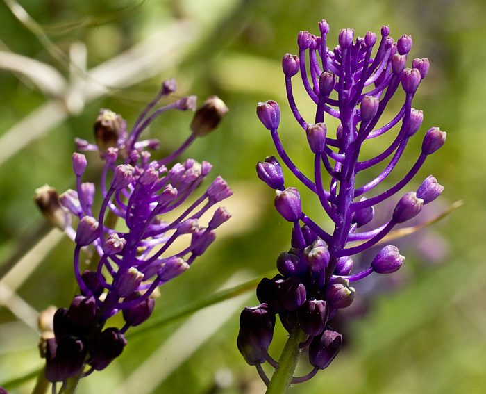 Schopfige Traubenhyazinthe (Muscari comosum)