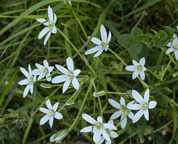 Dolden-Milchstern (Ornithogalum umbellatum)