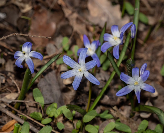 Sternhyazinthe (Chionodoxa luciliae)