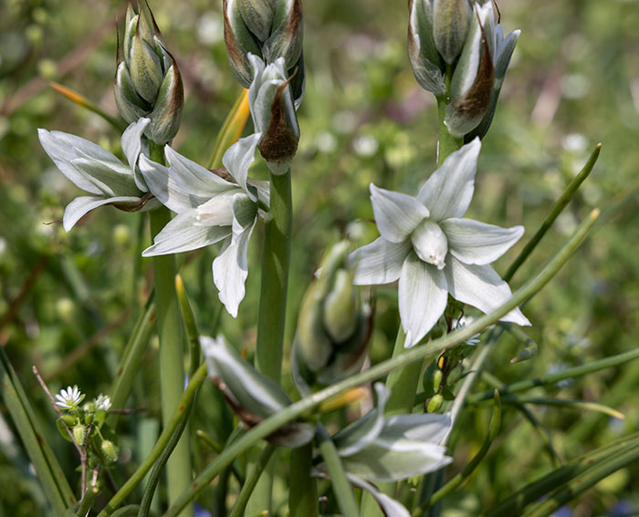 Nickender Milchstern (Ornithogalum nutans)