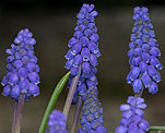 Weinbergs-Traubenhyazinthe (Muscari neglectum) [1306 views]