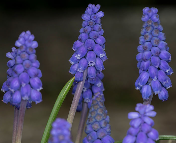 Weinbergs-Traubenhyazinthe (Muscari neglectum)