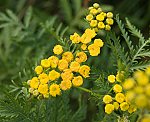 Rainfarn (Tanacetum vulgare) [3411 views]